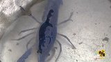 江苏村民捞到罕见蓝色小龙虾 平均200万只才会出现1只