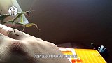 中国亮斧螳螂东渡日本，还驱逐日本螳螂，网友：为国争光
