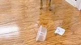 鹿犬啵啵乐拿钱让主人买饮料给它喝，这做法真聪明，网友成精了