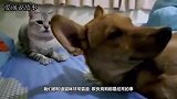 男子家的猫咪会骑马，每天都要出门溜马，镜头记录搞笑画面