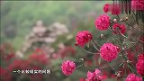世界多美丽：小奥来到花海，教穿搭技巧，说得真好！