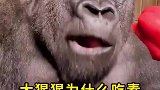 大猩猩为什么吃素还一身的肉