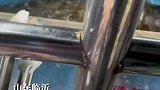 女子投喂生鱼片，小海豹没吃到，拍水抗议
