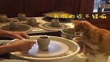 橘猫：爷爷你别动，我要做猫爪杯