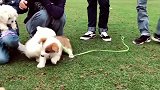柯基宝宝和比熊宝宝打架，胜利的柯基很高兴
