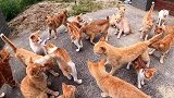 岛上各种可爱的猫咪，你喜欢哪只？