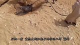 沙漠里发现一个大洞，朝里面猛灌水，没想到跑出来一只猛兽