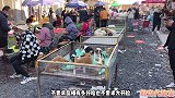 染色柯基要多，不染色的680拿下，选狗当然要健康的