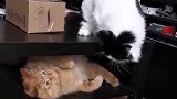 猫：你再逗我，信不信我挠死你!