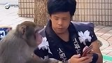搞笑配音 猴子：小子我告诉你个秘密，我的屁股比你脸还红！