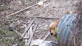 狗狗被狠心遗弃在排水沟里，生存艰难无法脱困，好心人出手相救