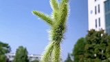 又到了玩狗尾巴草的季节了