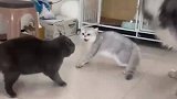 俩猫正在弄吵架，狗狗过来劝架差不多得了，都是一家人