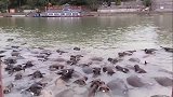 “百牛渡江”，这场面简直太震撼了，你绝对没有见过