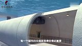 中国再造跨海大桥，港珠澳大桥原班人员建造，年建成通车！