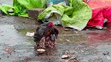 伟大的母爱！母鸡在风雨中保护宝宝，网友世上只有妈妈好！
