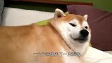 一只很肥的柴犬，主人一摸肚子就龇牙咧嘴，确定不是喂的猪么？