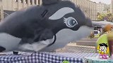 国外恶搞：街头让叔叔帮忙打下充气鲸鱼，一声巨响吓得魂都没了