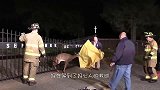 男子解救被困的羚羊，获救之后羚羊突然暴起，镜头拍下惊险一幕