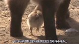 男子在农场养只猫，猫的性子从此转变，主人直呼：再也不用操心