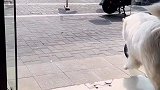 狗狗安静的坐在那，等着香肠老板投喂
