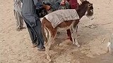 四个大男人，欺负一头小毛驴