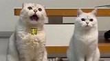 宠物圈会说话的猫咪，严重怀疑成精了？