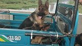 被主人“遗弃”的牧羊犬，铁笼里面发出狼叫声音，眼神充满仇视