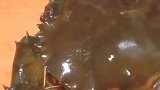 三个月不知肉味，只能以螃蟹充饥