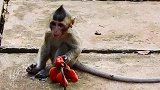 游客带了新水果给小猴仔吃，小猴仔没见过好遗憾呀