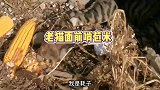 老鼠给猫上了一课！
