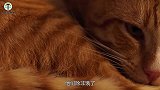 为了让小鸭子过马路，猫咪立马举起手“拦车”，真是活久见！