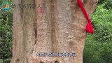 千年“神树”要成精？湖北这棵怕挠痒痒的树，原来真相依靠科学