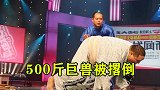 566胜500斤巨兽来战！被太极高手一下撂倒，这就尴尬了