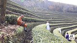 古琴、箫合鸣，闲云野鹤,禅韵浓浓，武当万亩茶园少林和武当合奏