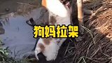 两只小狗打架，狗妈过来拉架