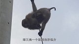 小猴子贪玩触电，路人不送医而是将其埋进沙子中，结果令人意外！