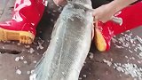 女子在给大鱼去鳞，差点就被大鱼咬到