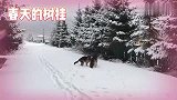 春天这突如其来的暴雪，让我们看见最美的树挂！