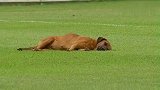 睡的真香！巴拉圭足球联赛狗子在场内睡觉 比赛推迟开球
