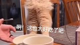 究竟是啥让猫咪大叫好吃