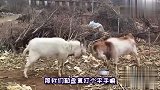 四川方言动物配音：当山羊打架讲起了四川话，这口音笑得肚儿痛
