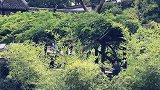 以尔慧眼，识彼蘭心。不负慧眼不负景