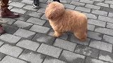 社牛小狗为了一口吃的见人就作揖