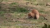 猫咪不抓老鼠了，却抓来一个它，网友：这猫真厉害！