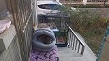 让猫给我们撵出来了