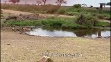 羚羊在河面上蹦蹦跳跳，下一秒突然被“死神”拽住，丧命河中！