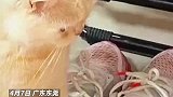猫猫把爪子伸进男友鞋子里取暖！结果得了脚气