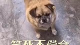 狗中的卧龙与凤雏
