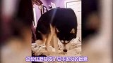 哈士奇为什么当不了警犬？